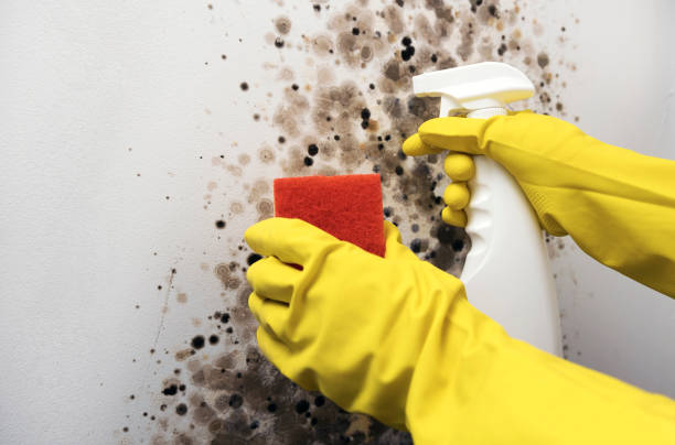 Mold Removal